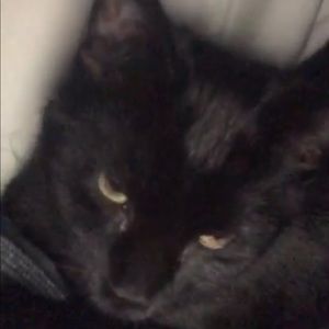 Meet your Posher, Dante